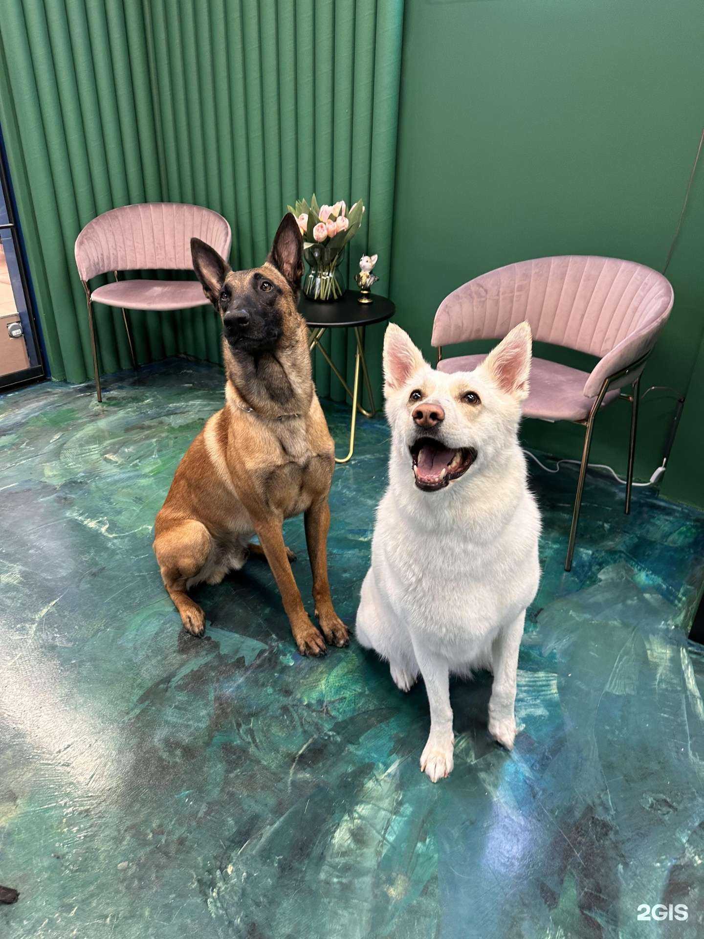 Отзывы на компанию Dog Gang в г. Ханты-Мансийск c фото