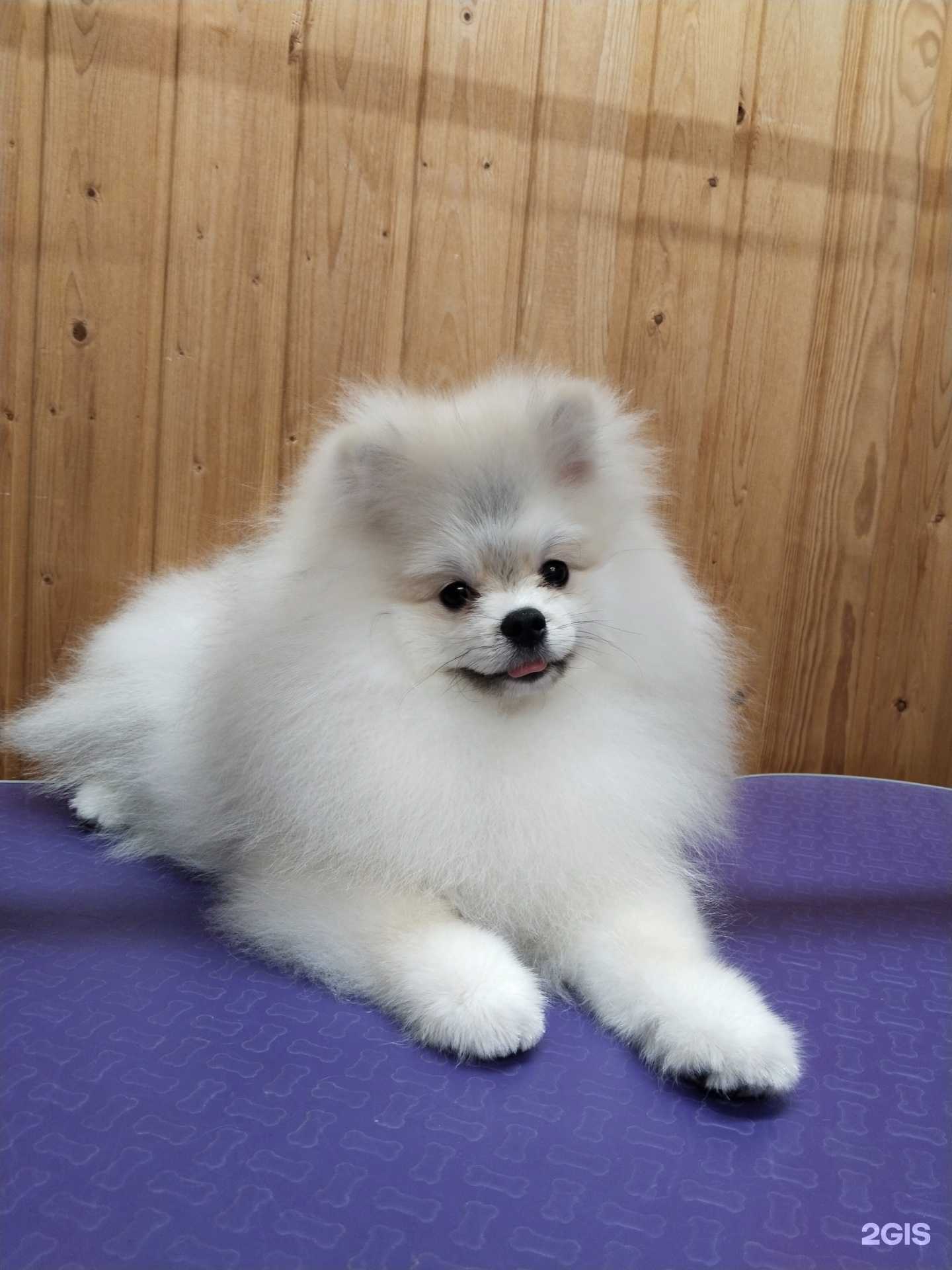 Отзывы на компанию Мокрый нос в Тольятти c фото