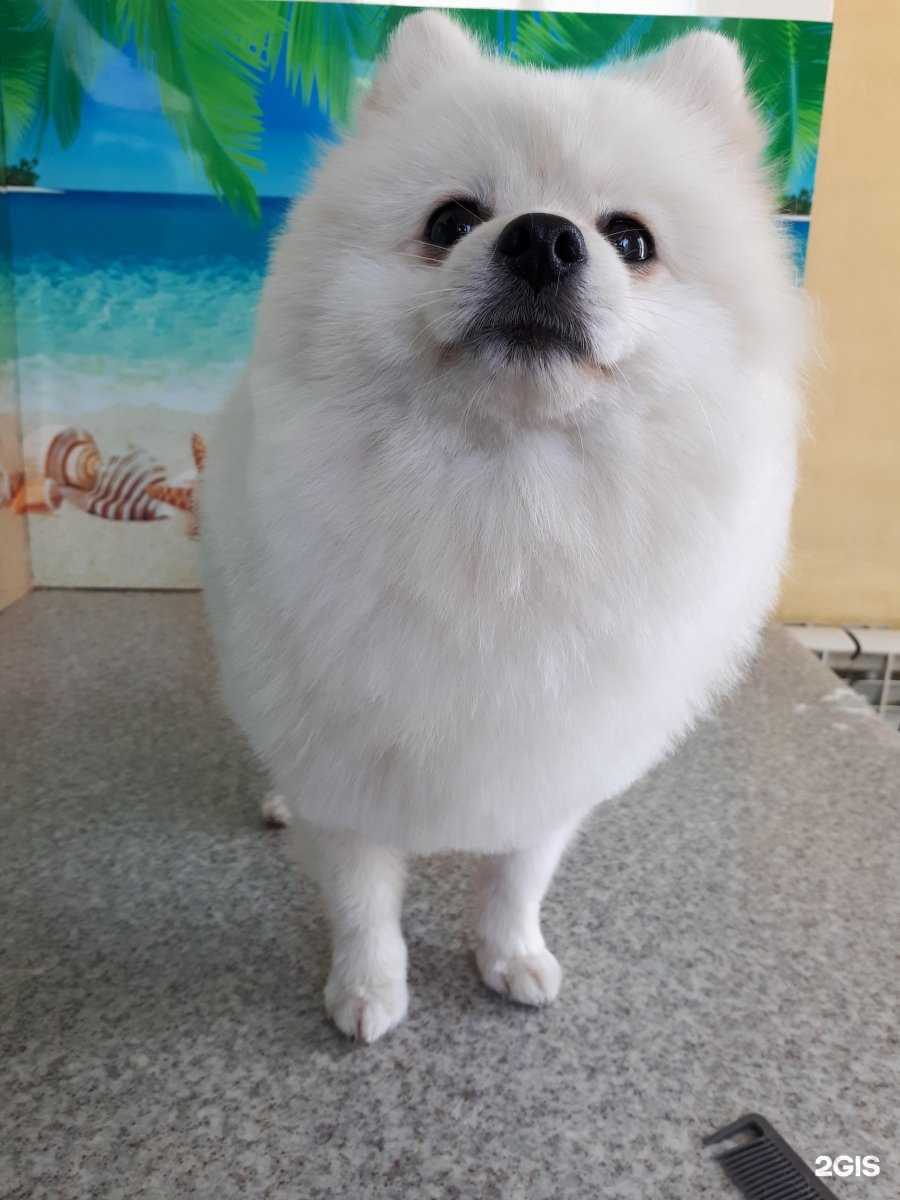 Отзывы на компанию Дружок в Комсомольске-на-Амуре c фото