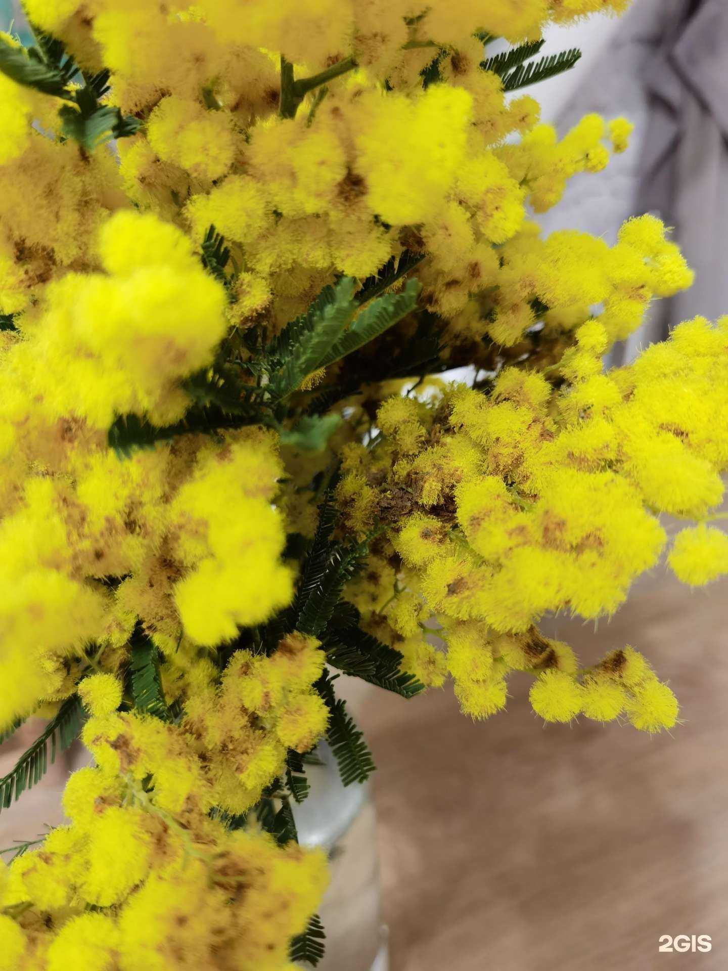 Отзывы на компанию Магазин цветов и зоотоваров в г. Екатеринбург c фото