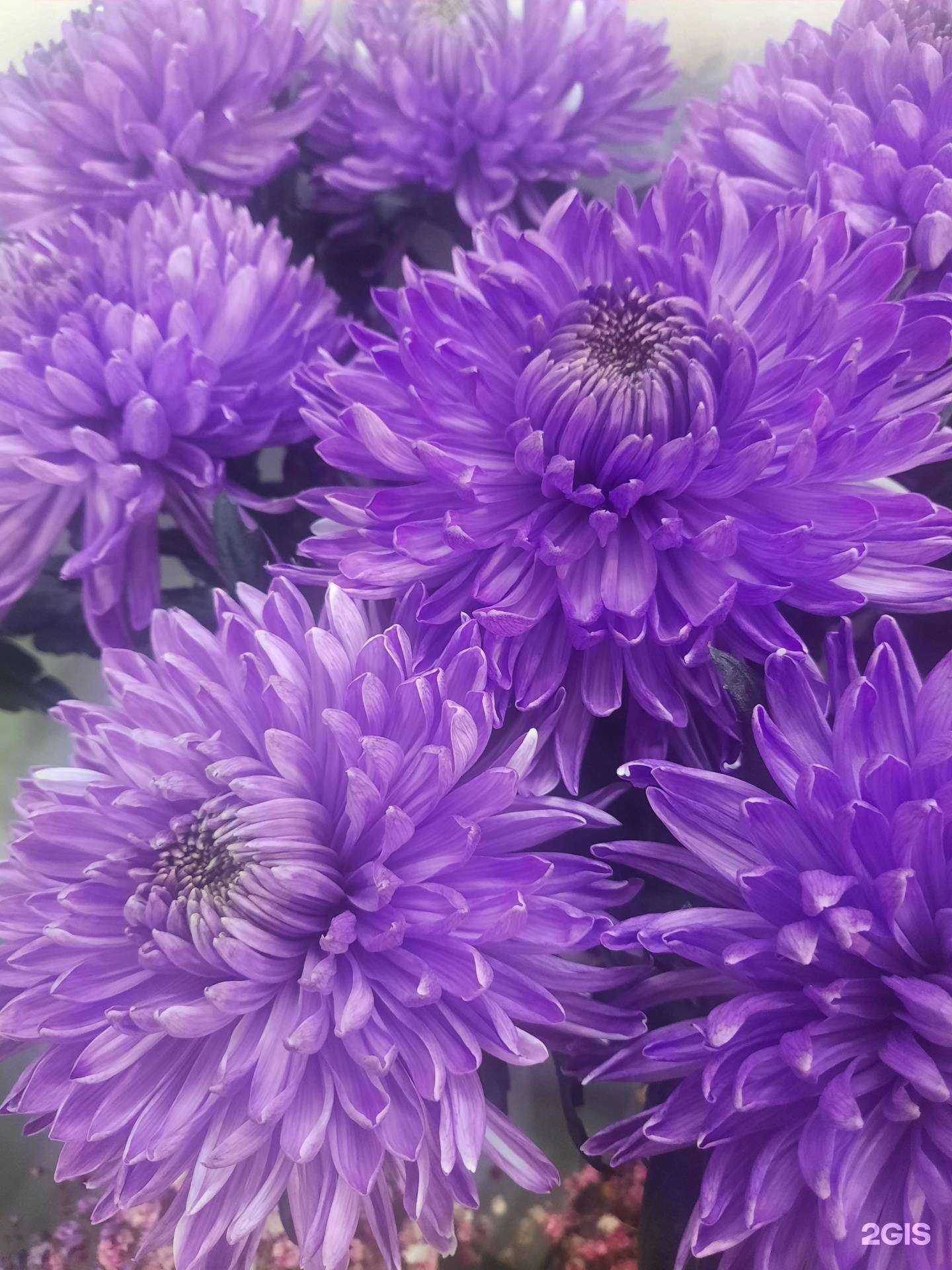 Отзывы на компанию Магазин цветов в Красноярске c фото