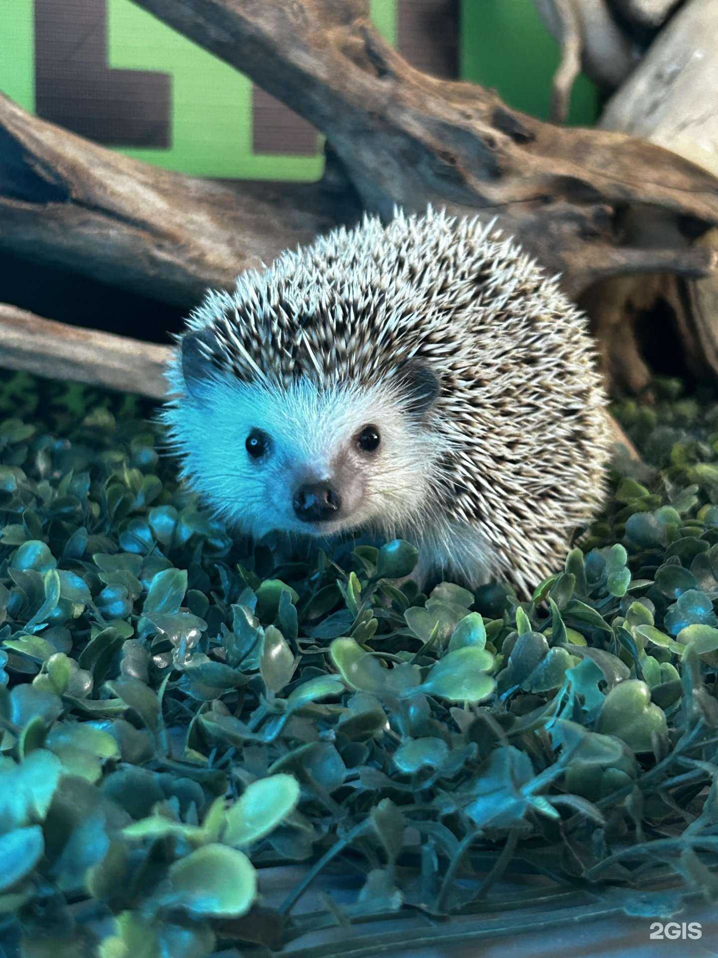 Отзывы на компанию Exotic Life в г. Уфа c фото