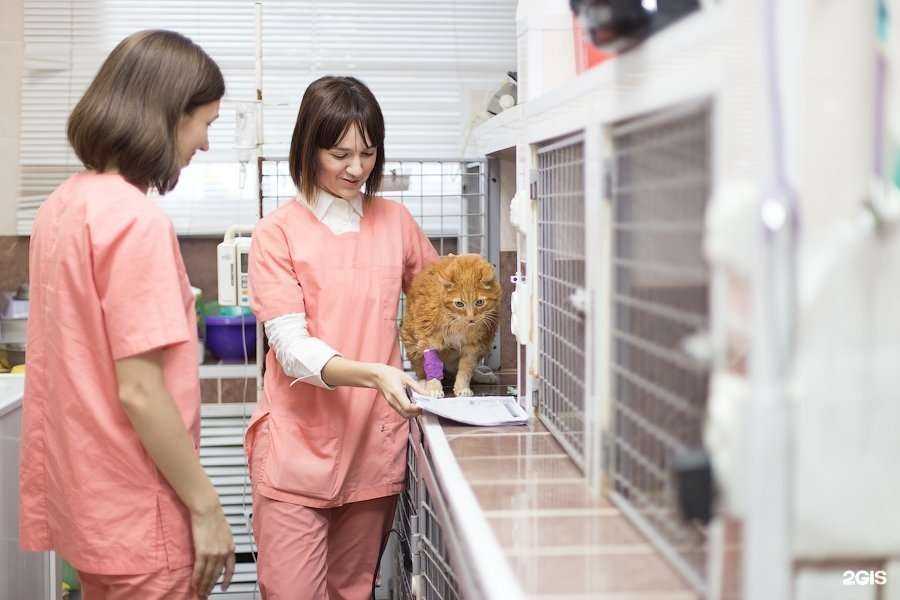 Отзывы на компанию Ветеринарная клиника доктора Чигаевой в Перми c фото