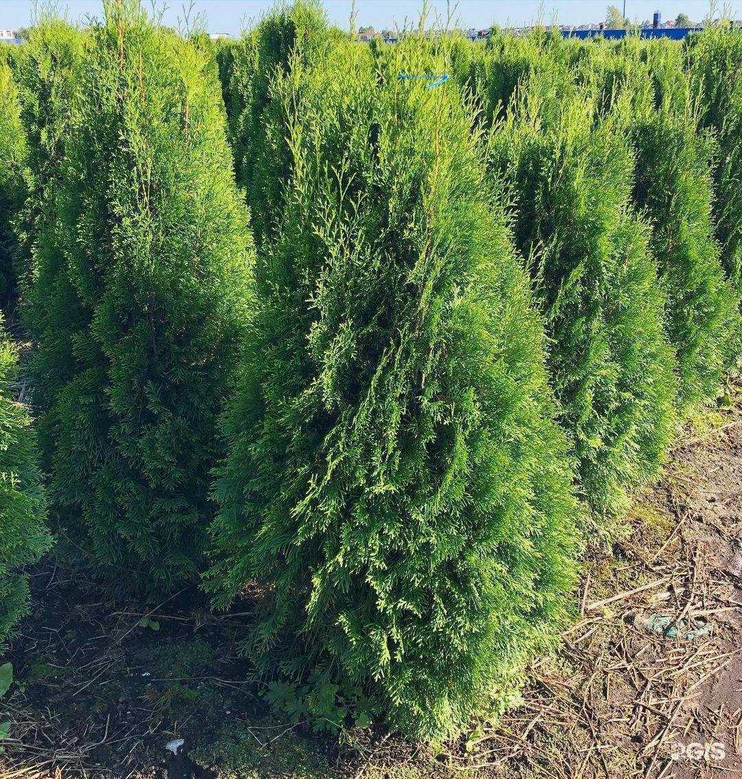 Отзывы на компанию Мир Роз в Ярославле c фото