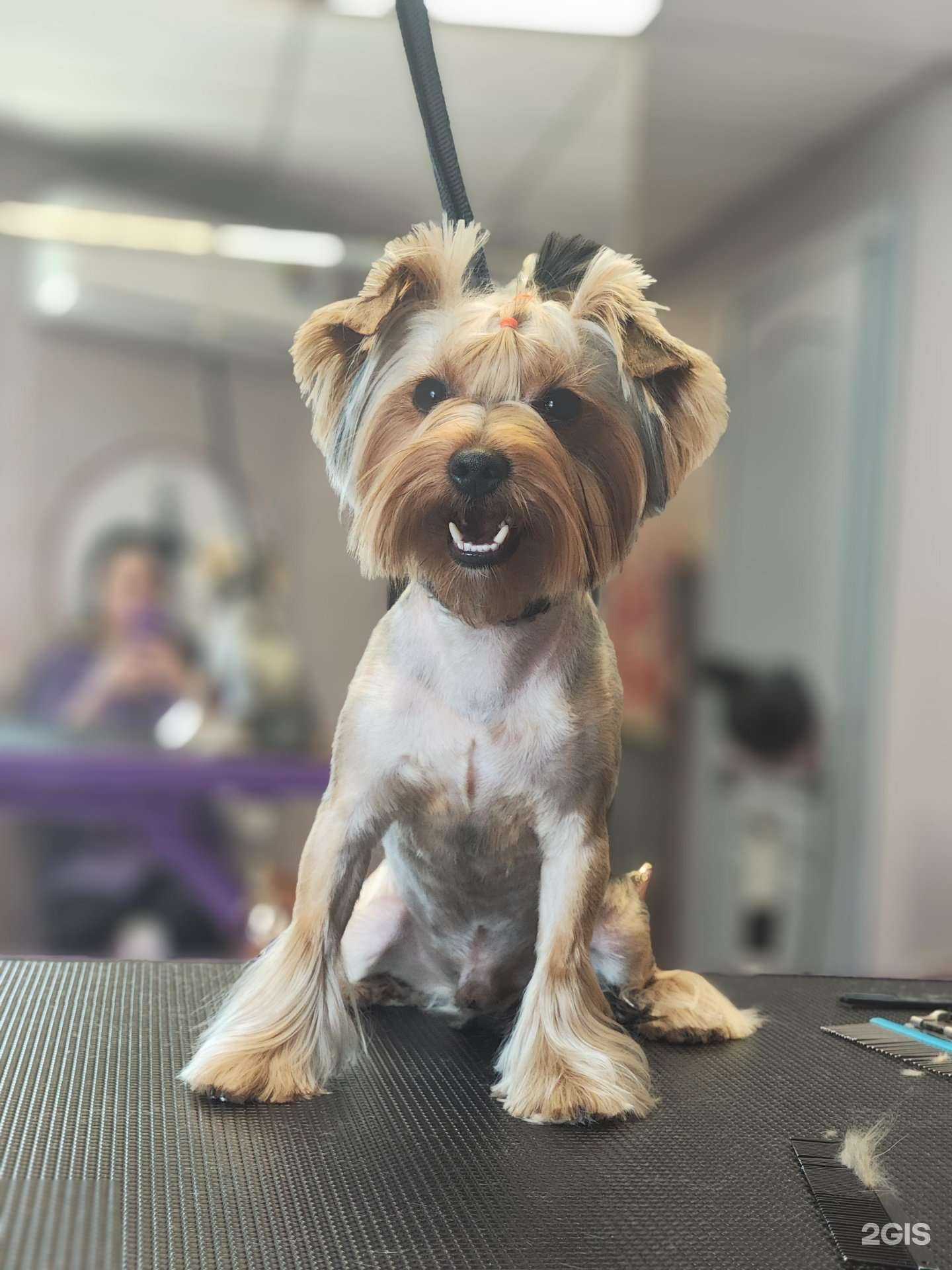 Отзывы на компанию Бис-Студио в г. Владивосток c фото