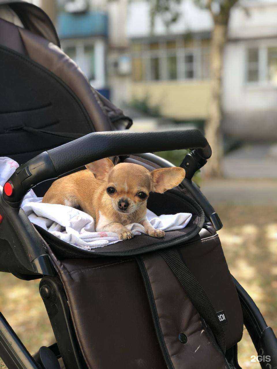 Отзывы на компанию VetPlus в Ростове-на-Дону c фото