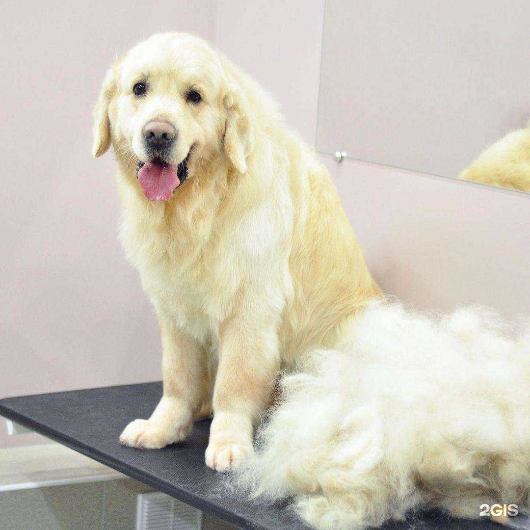 Отзывы на компанию Лапки в г. Всеволожск c фото