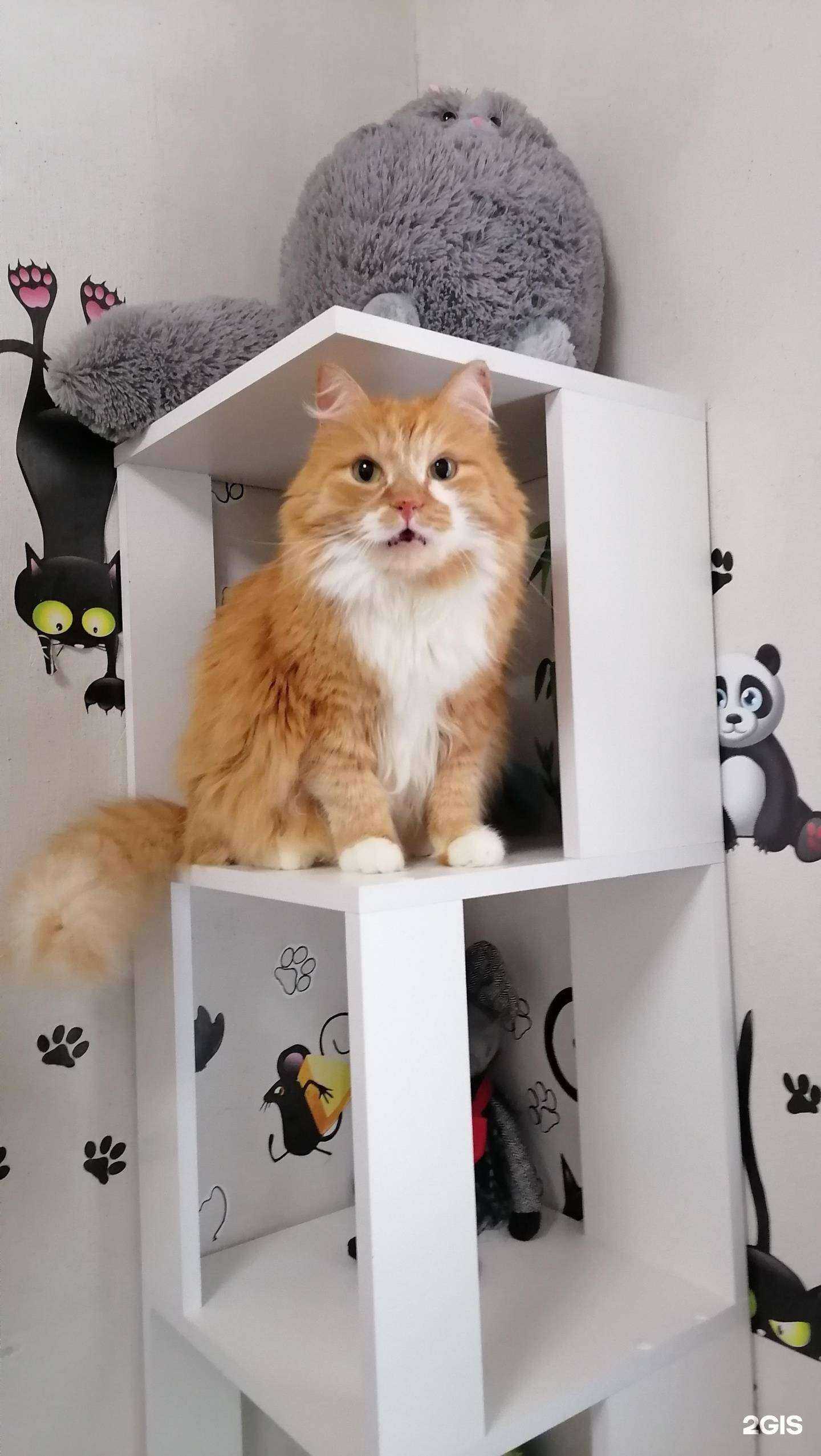 Отзывы на компанию Кот Феликс в г. Томск c фото