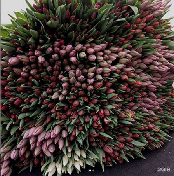 Отзывы на компанию Botanique в Щёлкове c фото