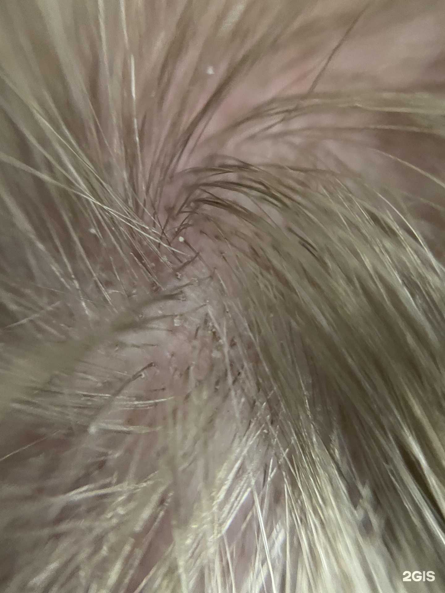 Отзывы на компанию HealthyHair в Великом Новгороде c фото