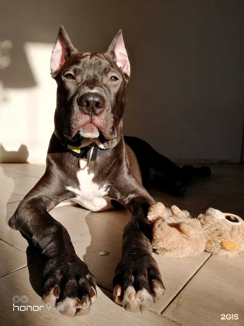 Отзывы на компанию Зверasha в г. Абакан c фото