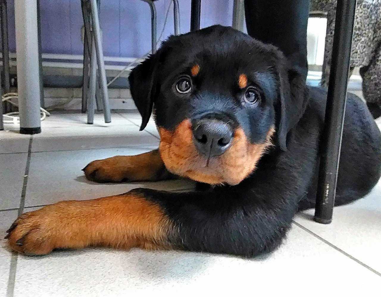 Отзывы на компанию Добровет в Магнитогорске c фото