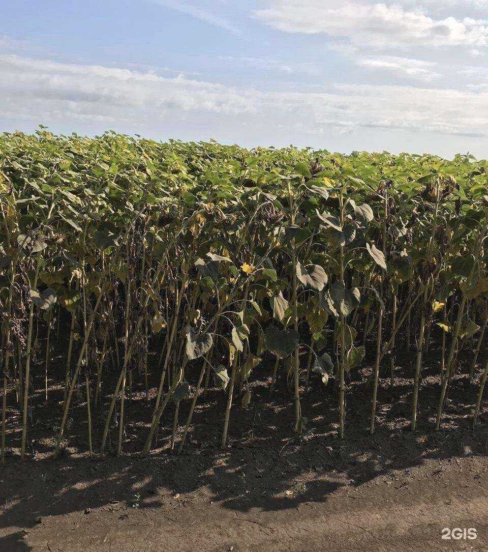 Отзывы на компанию Вектор-Юг в Астрахани c фото