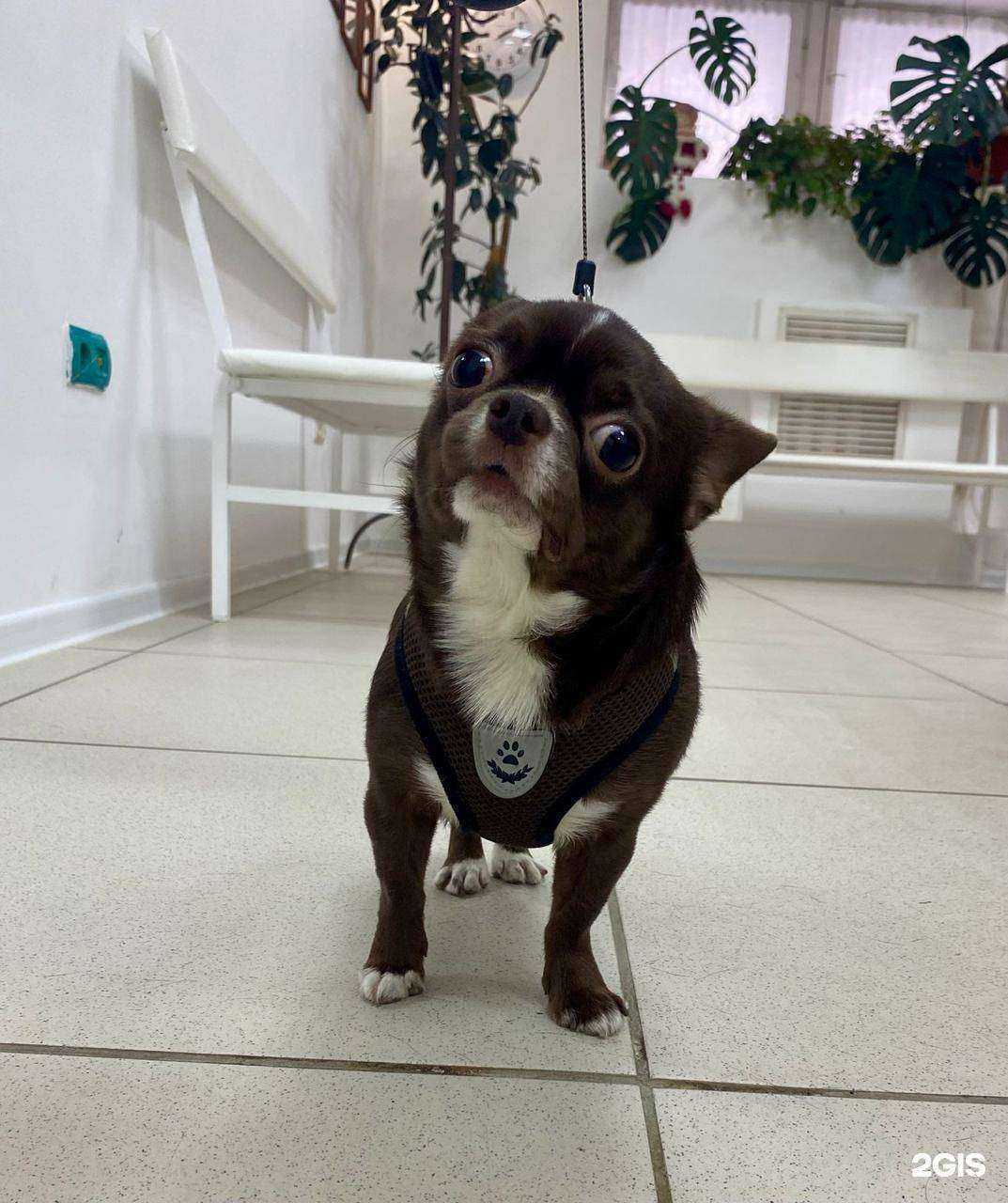 Отзывы на компанию PetHospital в г. Тюмень c фото