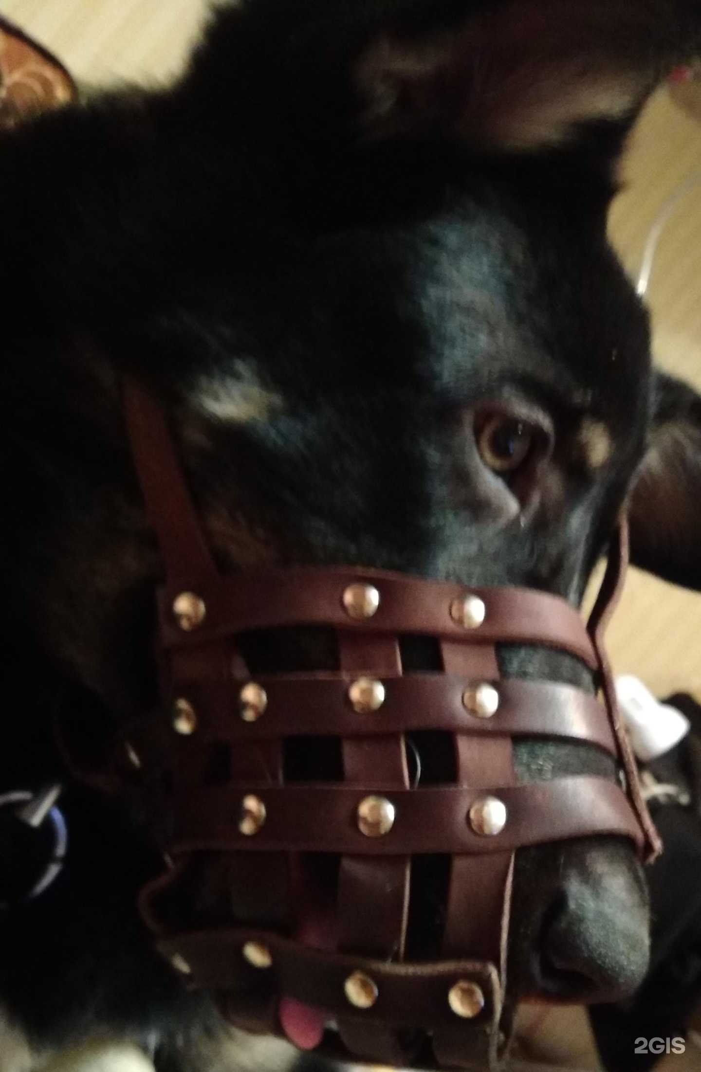 Отзывы на компанию Череповецкая городская станция по борьбе с болезнями животных в Череповце c фото