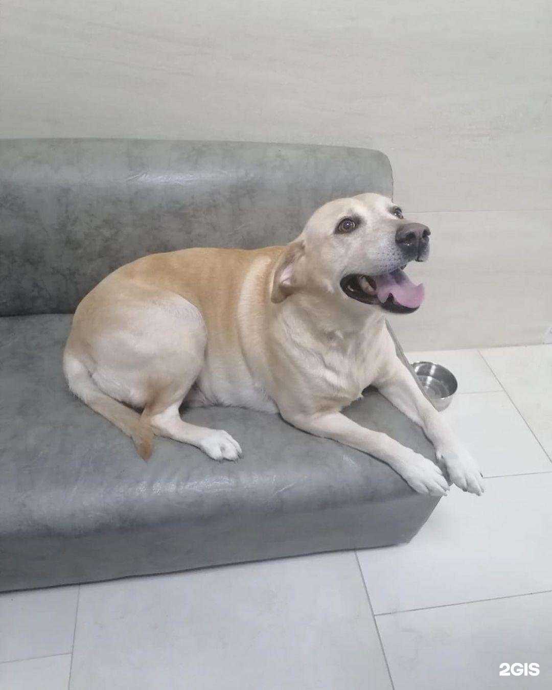 Отзывы на компанию Босс в Балашихе c фото