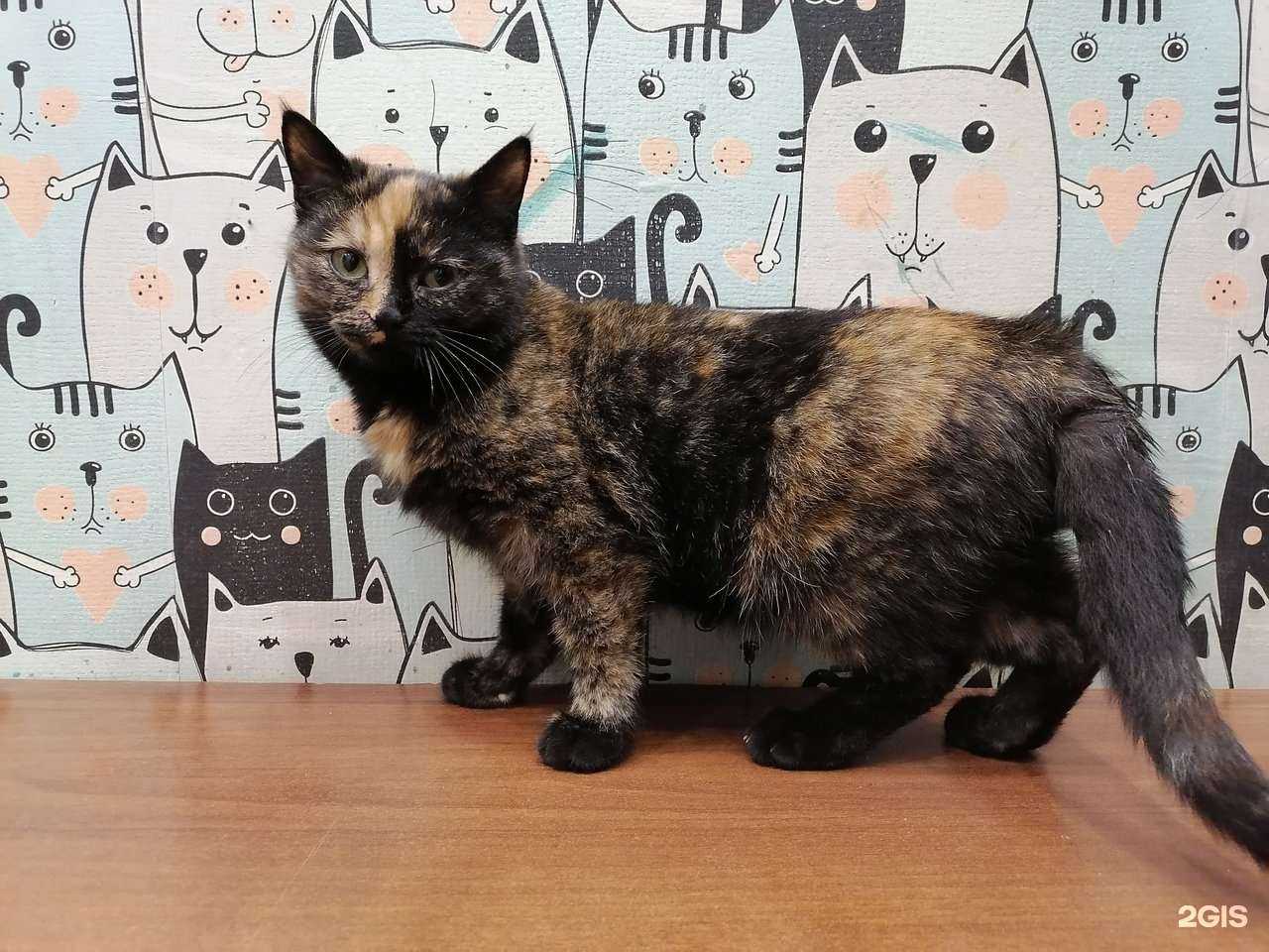 Отзывы на компанию Кошкин дом в Кургане c фото