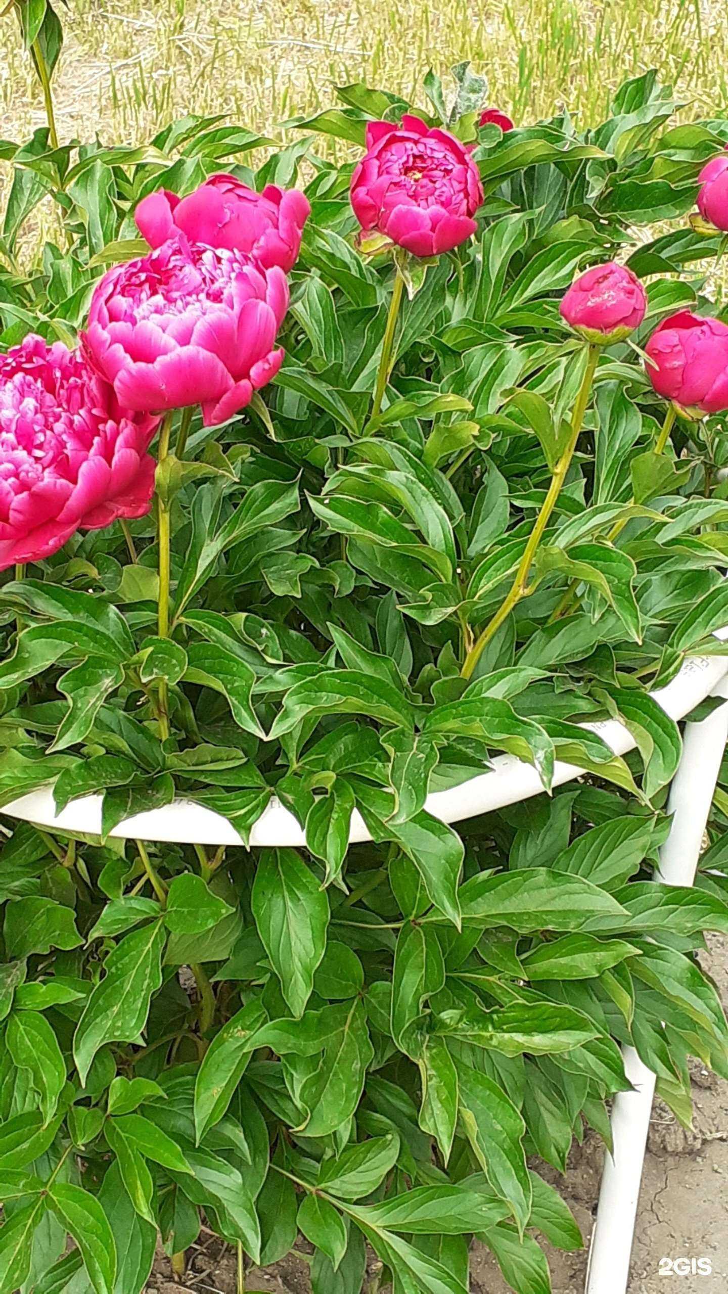 Отзывы на компанию Поликлиника №2 в Омске c фото - фотография 2 из 2