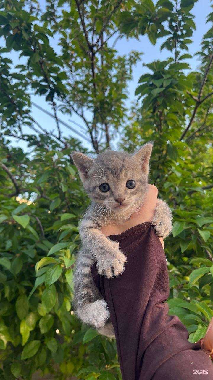 Отзывы на компанию Ветаклиник в Одинцове c фото