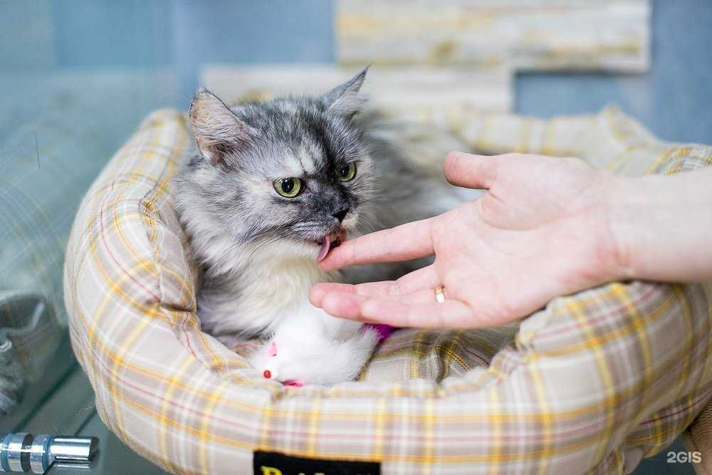 Отзывы на компанию Catview в г. Нижний Новгород c фото