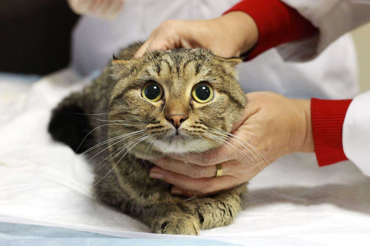 Отзывы на компанию Зверьё моё в Екатеринбурге c фото