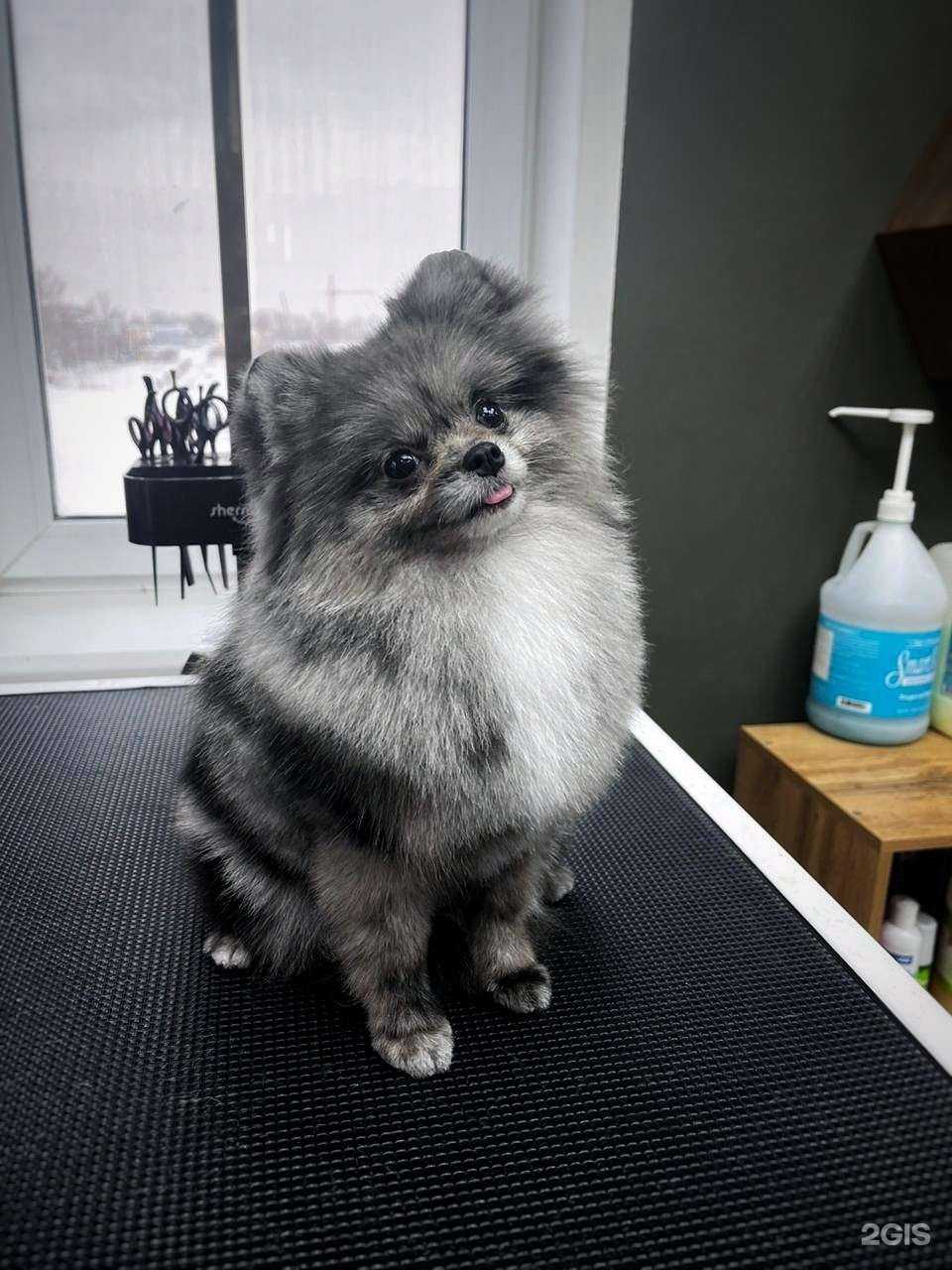 Отзывы на компанию Зверёк Сити в г. Оренбург c фото