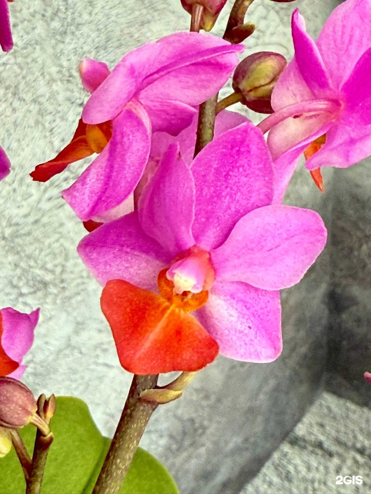 Отзывы на компанию Мир Орхидей в Калининграде c фото