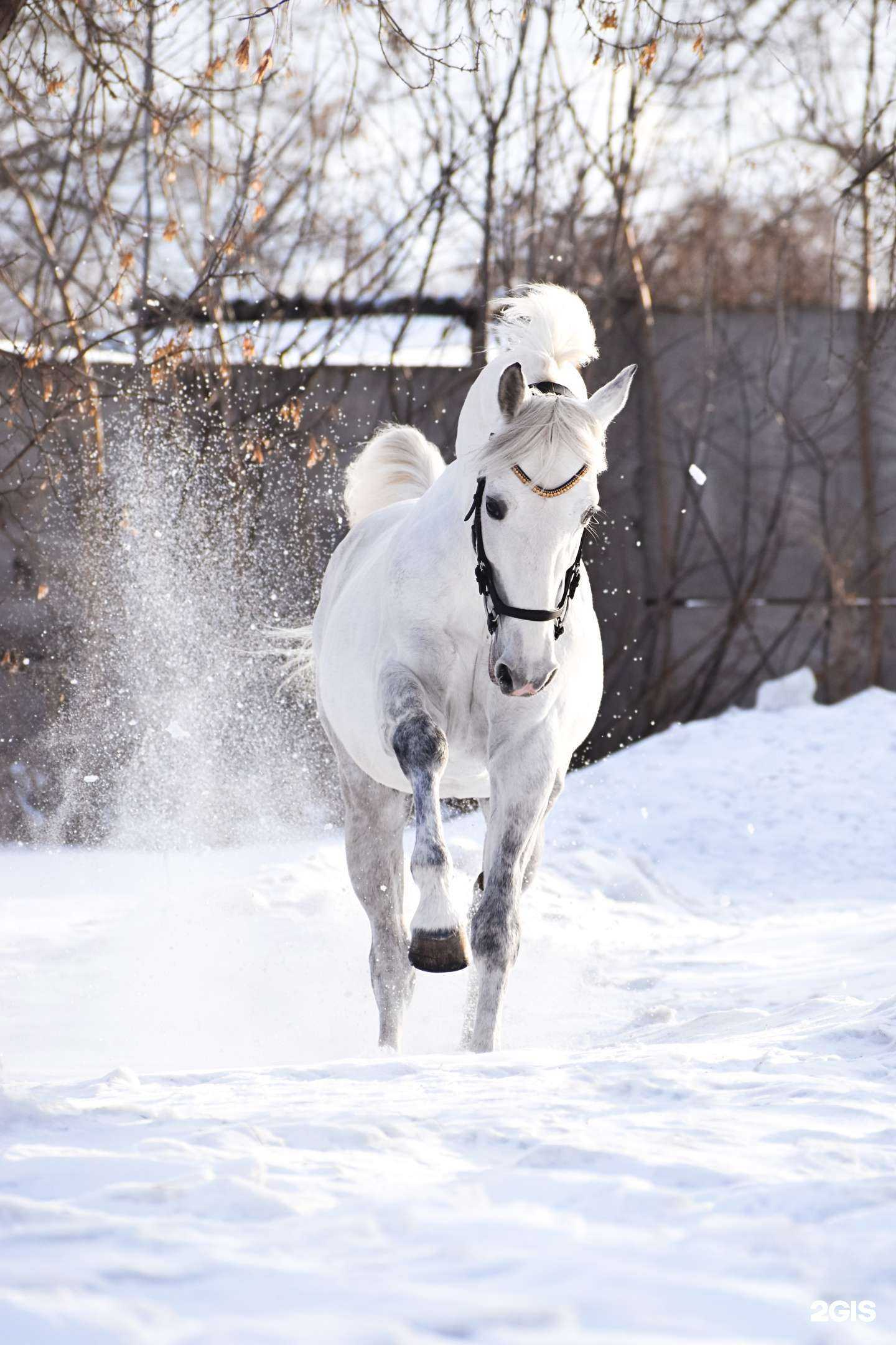 Отзывы на компанию Green horse в Красноярске c фото