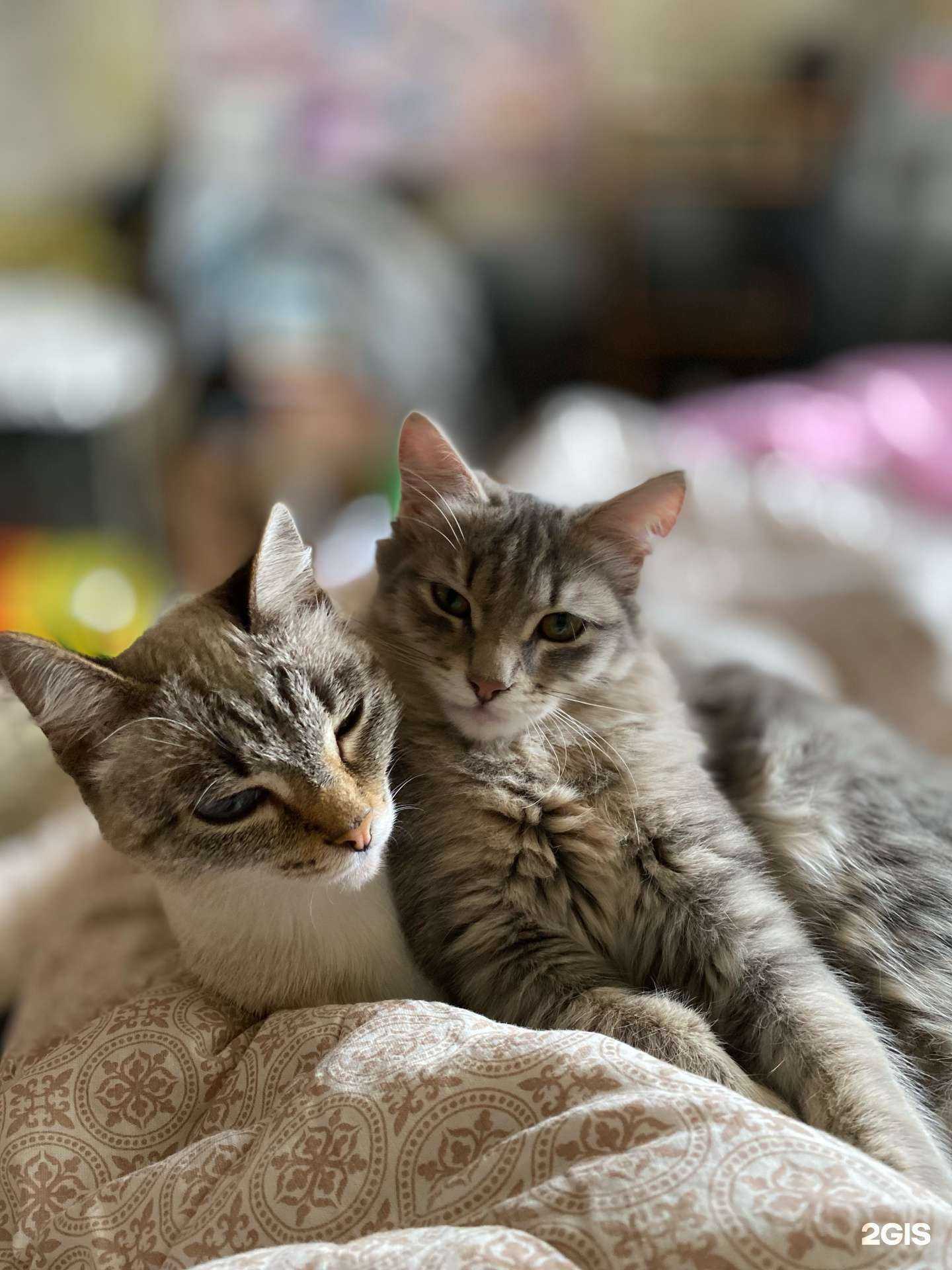 Отзывы на компанию Платон в г. Новокузнецк c фото