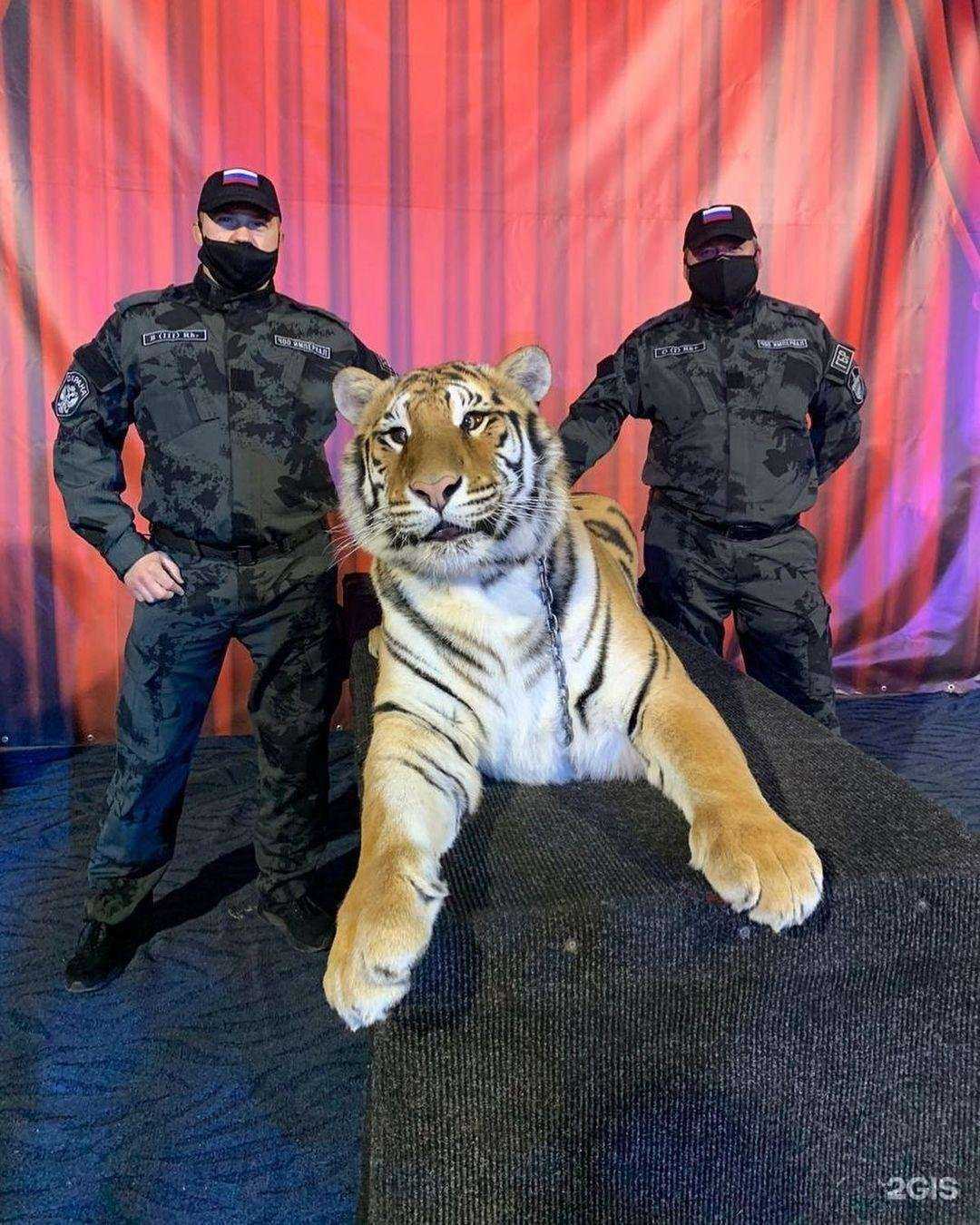 Отзывы на компанию Гранд-мангуст в Пензе c фото