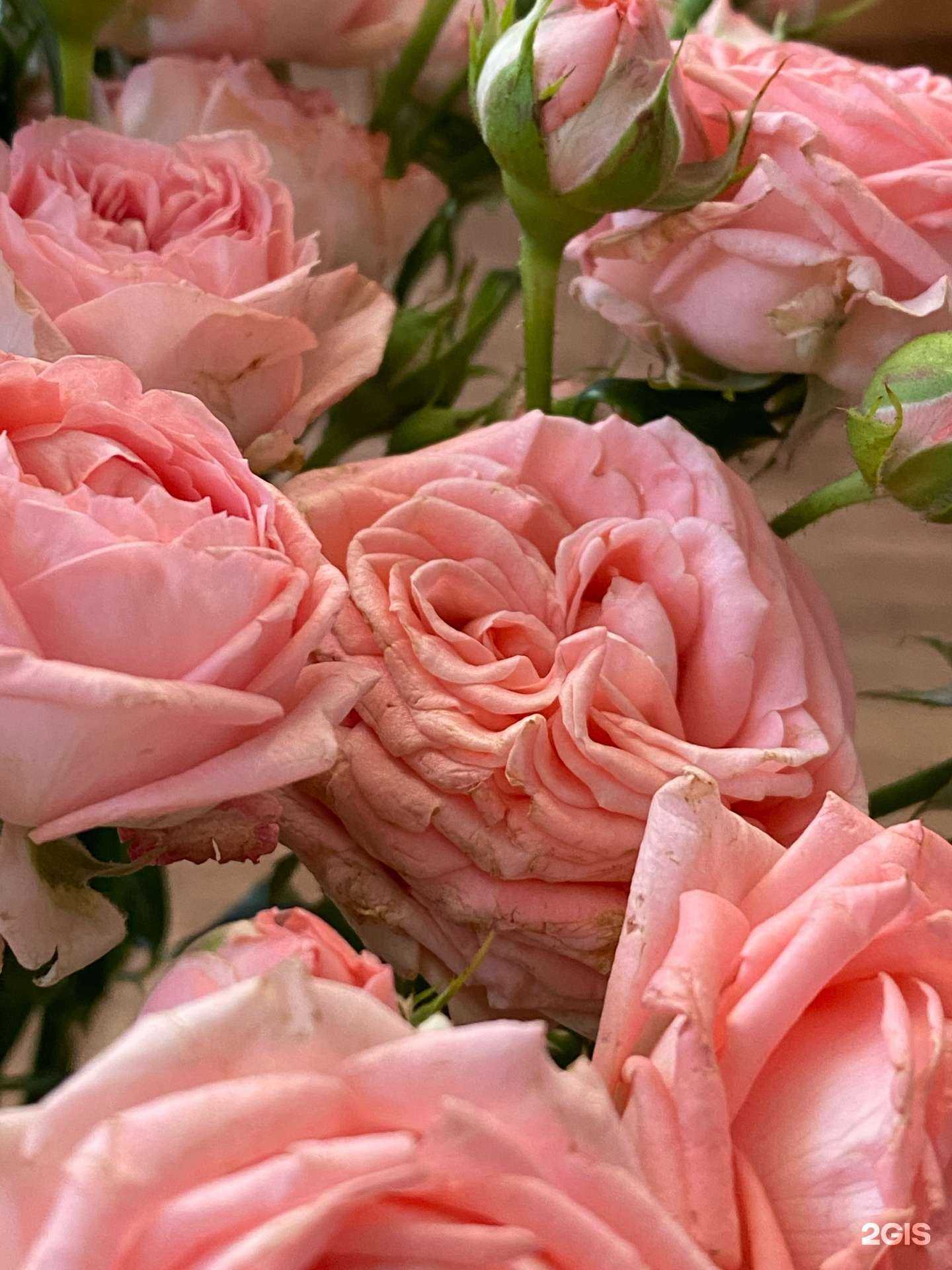 Отзывы на компанию Орхидея в г. Магнитогорск c фото