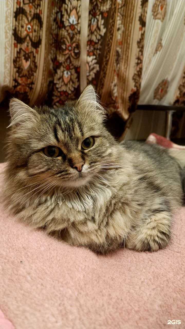 Отзывы на компанию Вета в Солнечногорске c фото