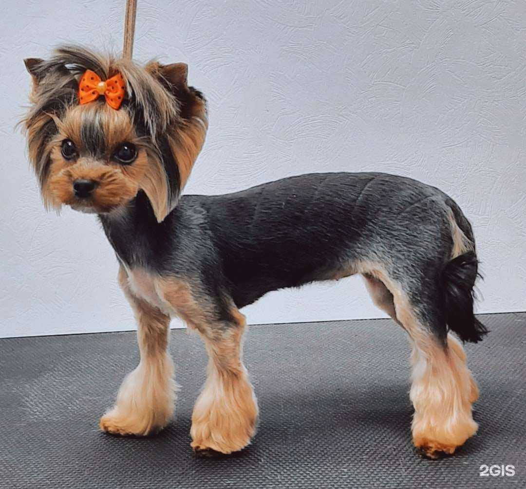 Отзывы на компанию Персона Гав в г. Архангельск c фото