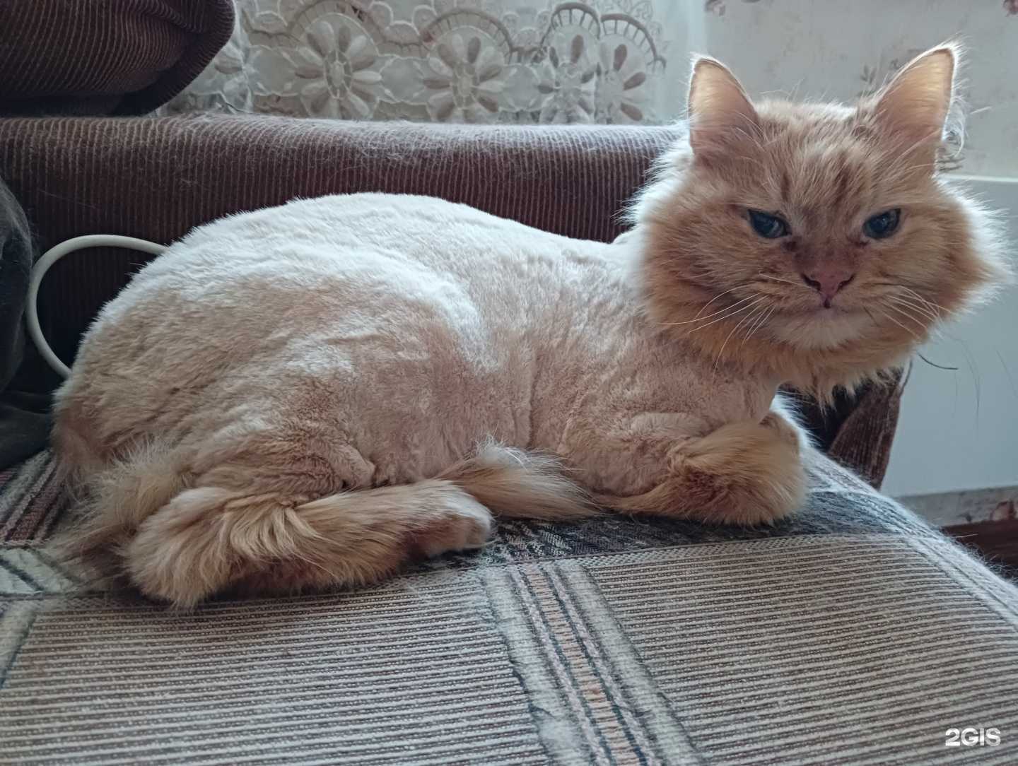 Отзывы на компанию Petz Groom в Нижнем Новгороде c фото