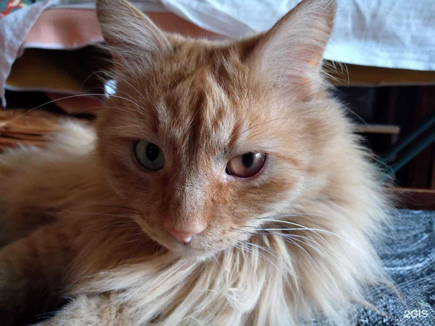 Отзывы на компанию Зоомагия в г. Краснодар c фото