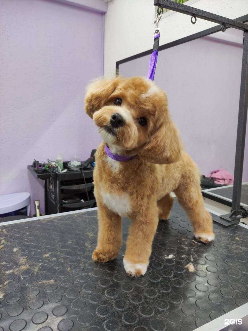 Отзывы на компанию Happy Tail в Краснодаре c фото