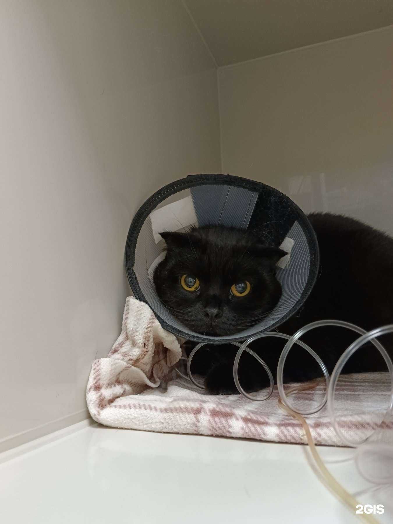 Отзывы на компанию Ромашковая кошка в г. Тюмень c фото