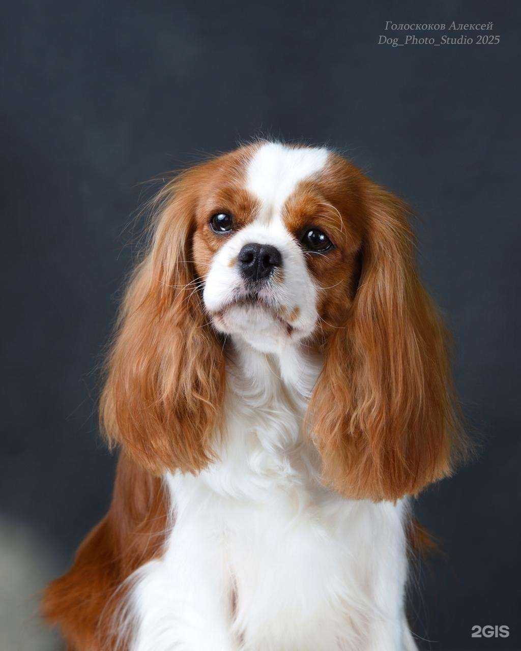 Отзывы на компанию Зоостиль в Нижнем Тагиле c фото