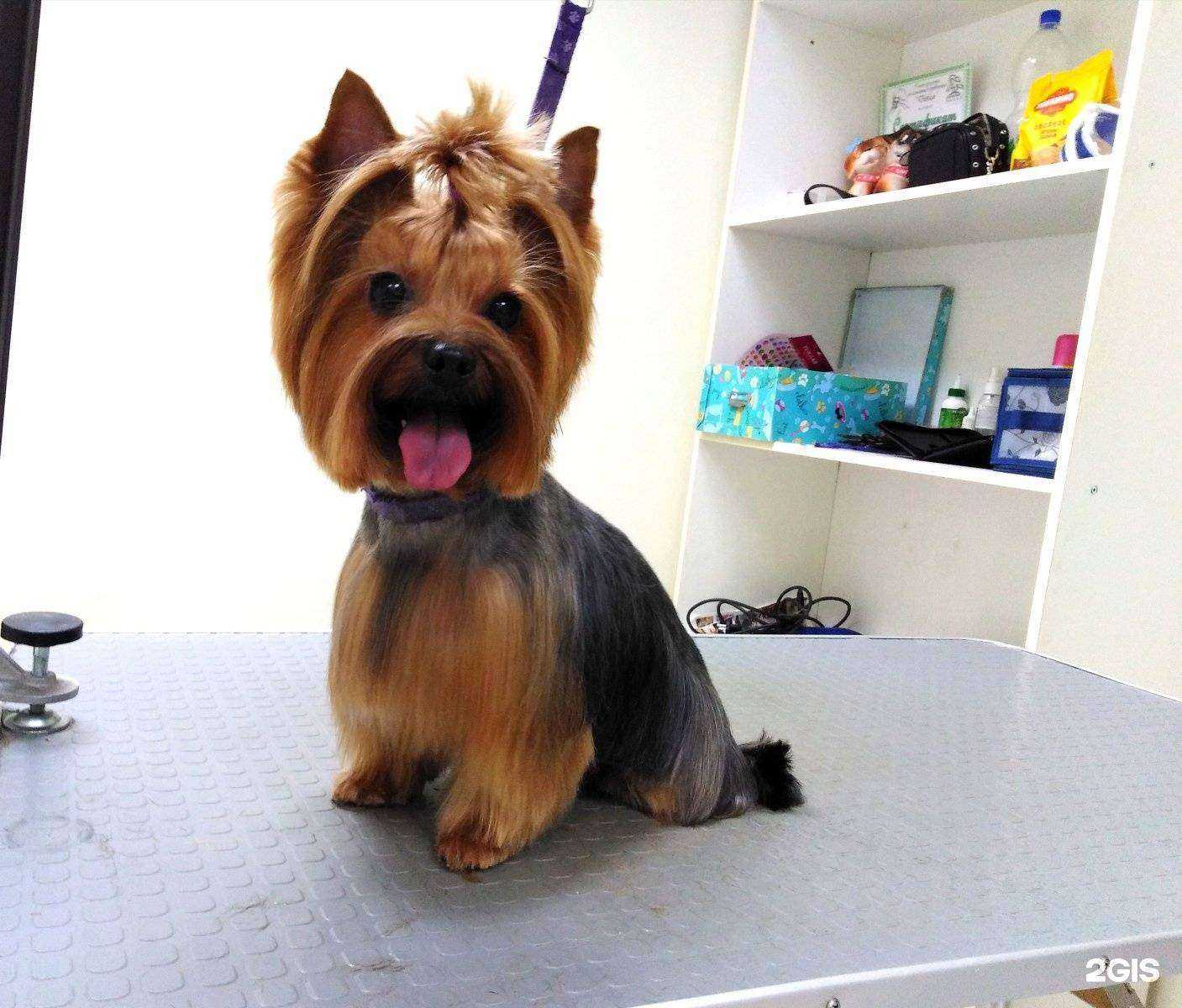 Отзывы на компанию ПараDogs в г. Ижевск c фото