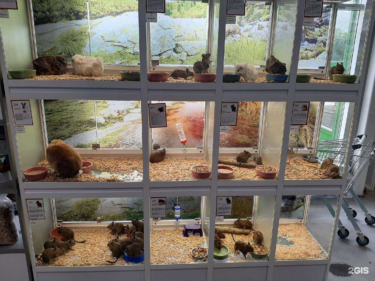 Отзывы на компанию Zoki в Кирове c фото