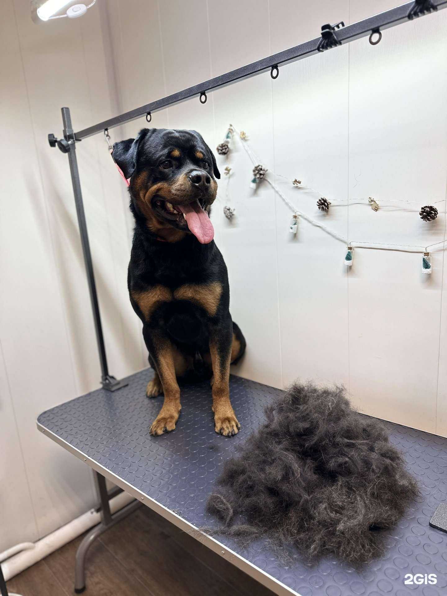 Отзывы на компанию Студия груминга и СПА в Северодвинске c фото