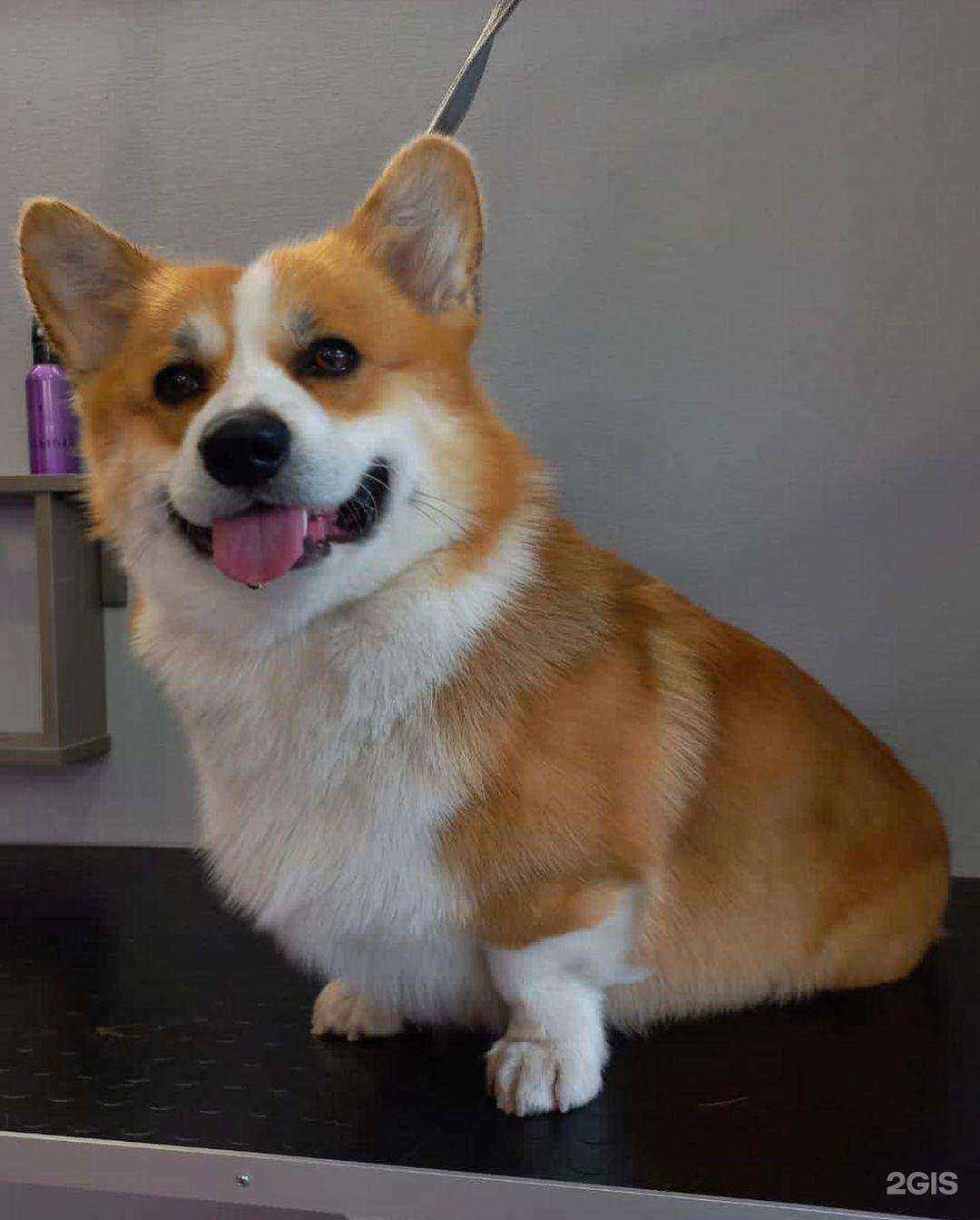 Отзывы на компанию Пушистый рай в г. Чита c фото