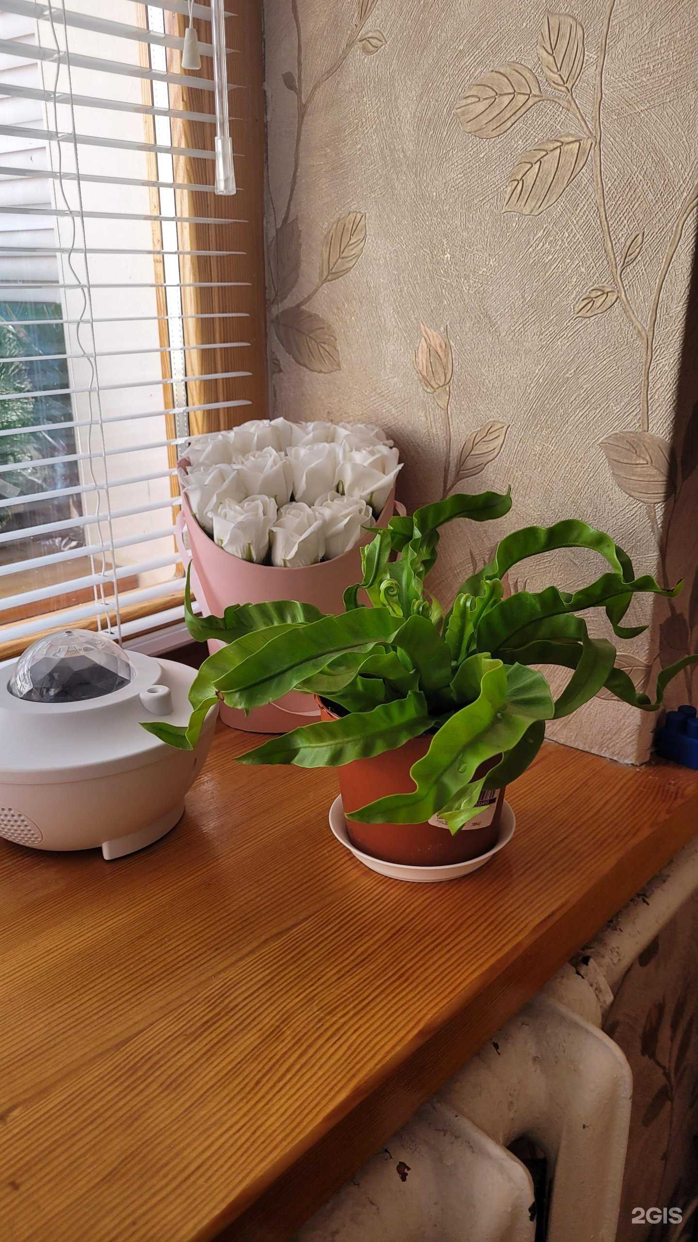 Отзывы на компанию Плантация в г. Камышин c фото