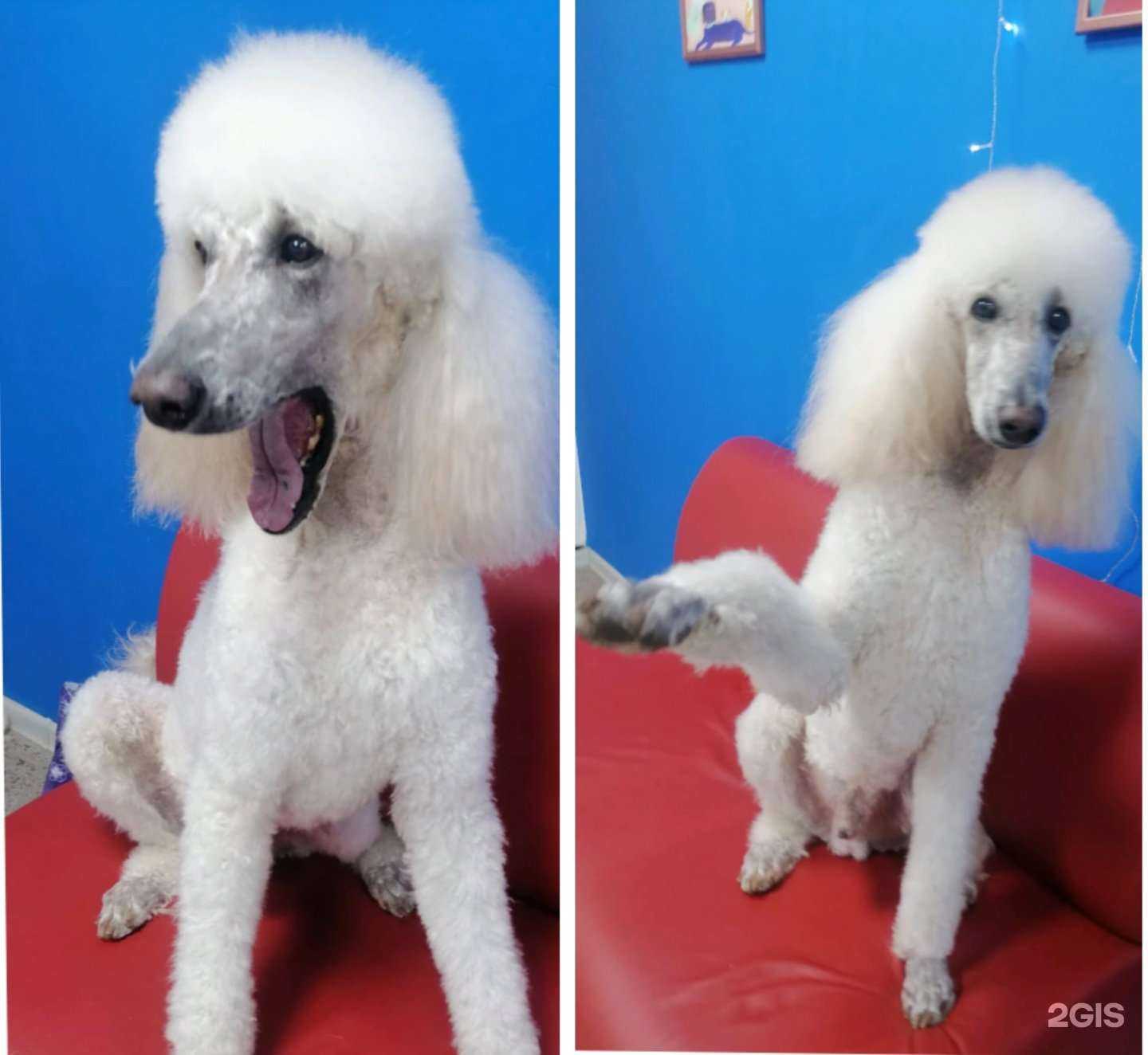 Отзывы на компанию Пух и мех в Краснодаре c фото