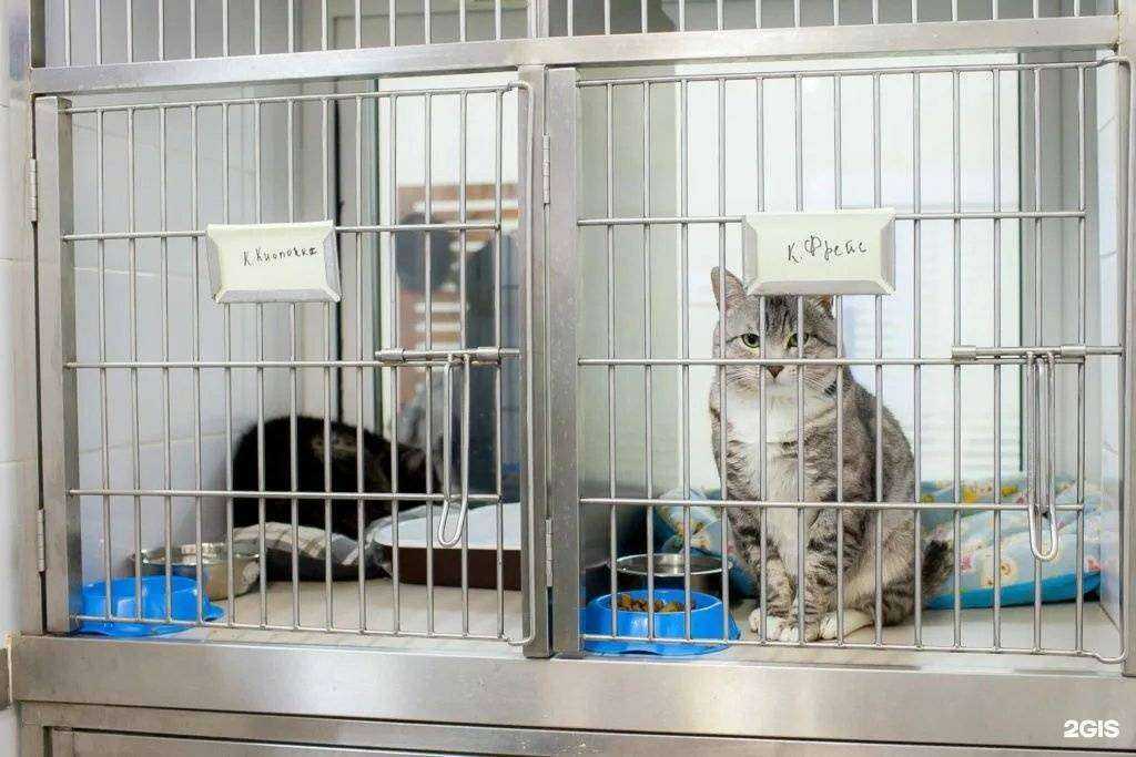 Отзывы на компанию Добрый Айболит в Тюмени c фото