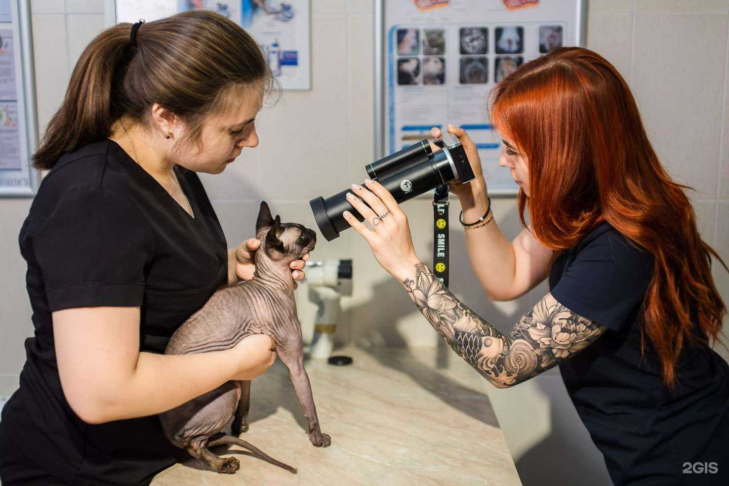 Отзывы на компанию Собачье сердце в г. Краснодар c фото