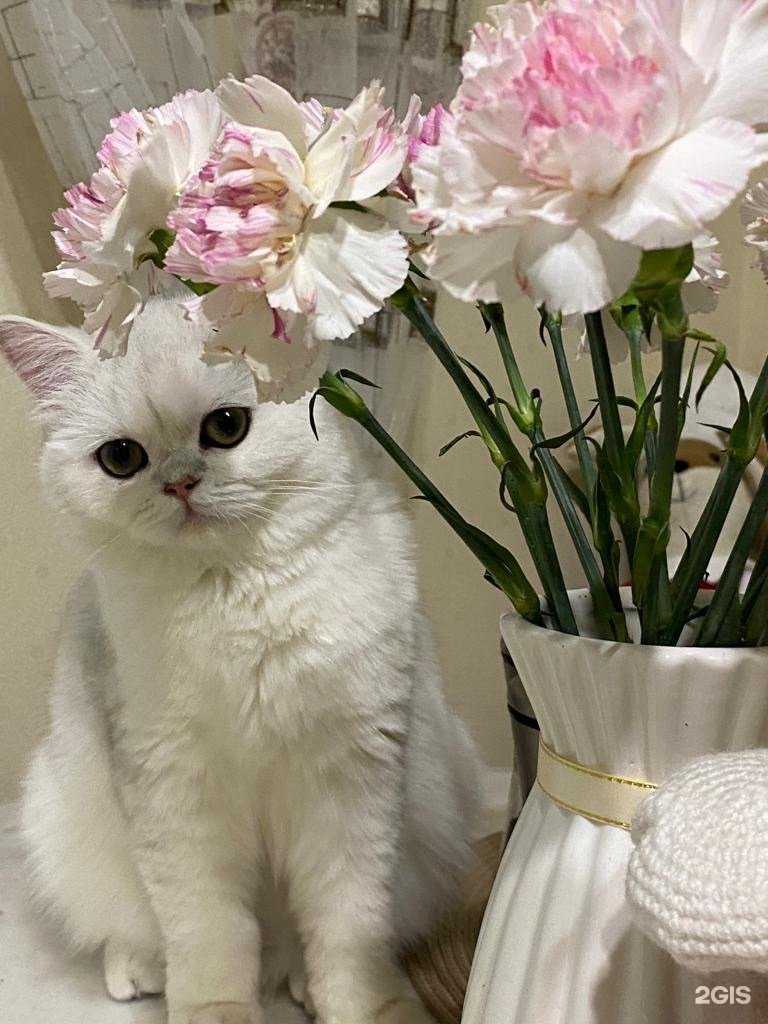 Отзывы на компанию Салон цветов в Новосибирске c фото