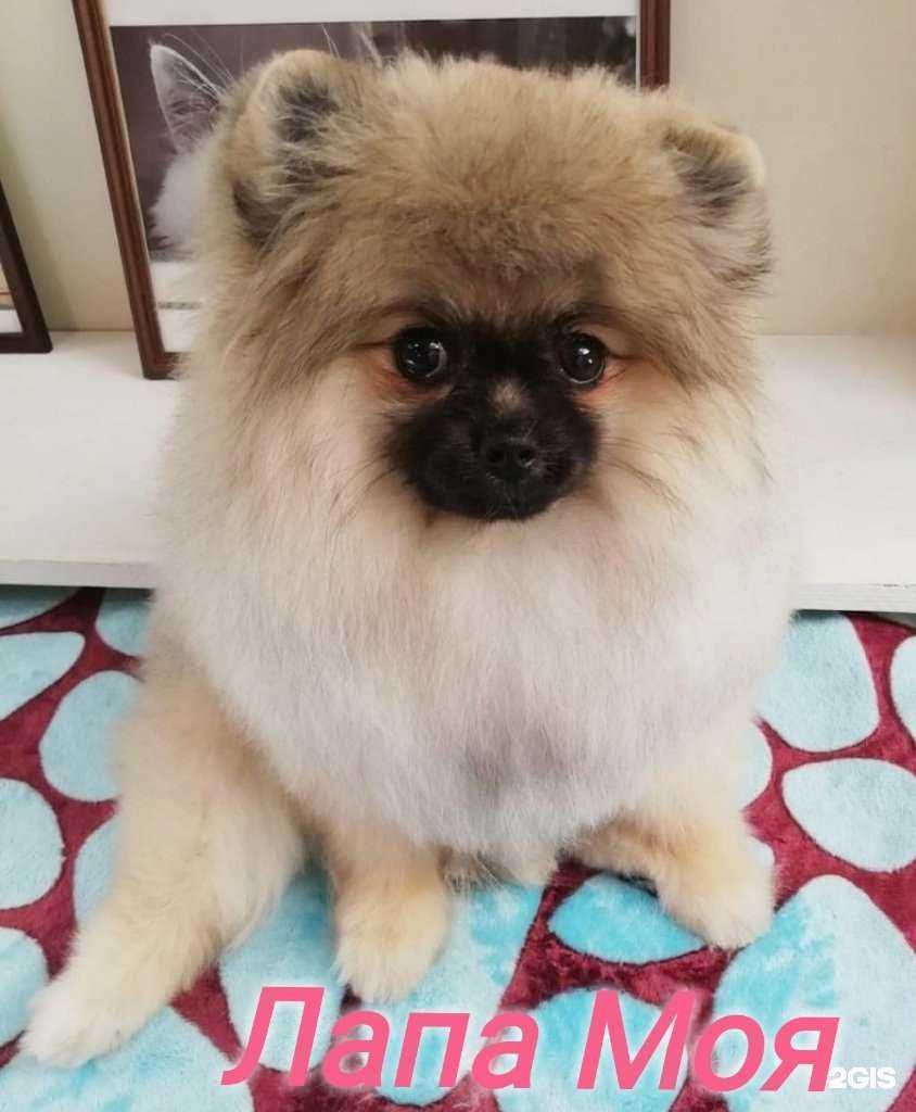 Отзывы на компанию Лапа Моя в г. Хабаровск c фото