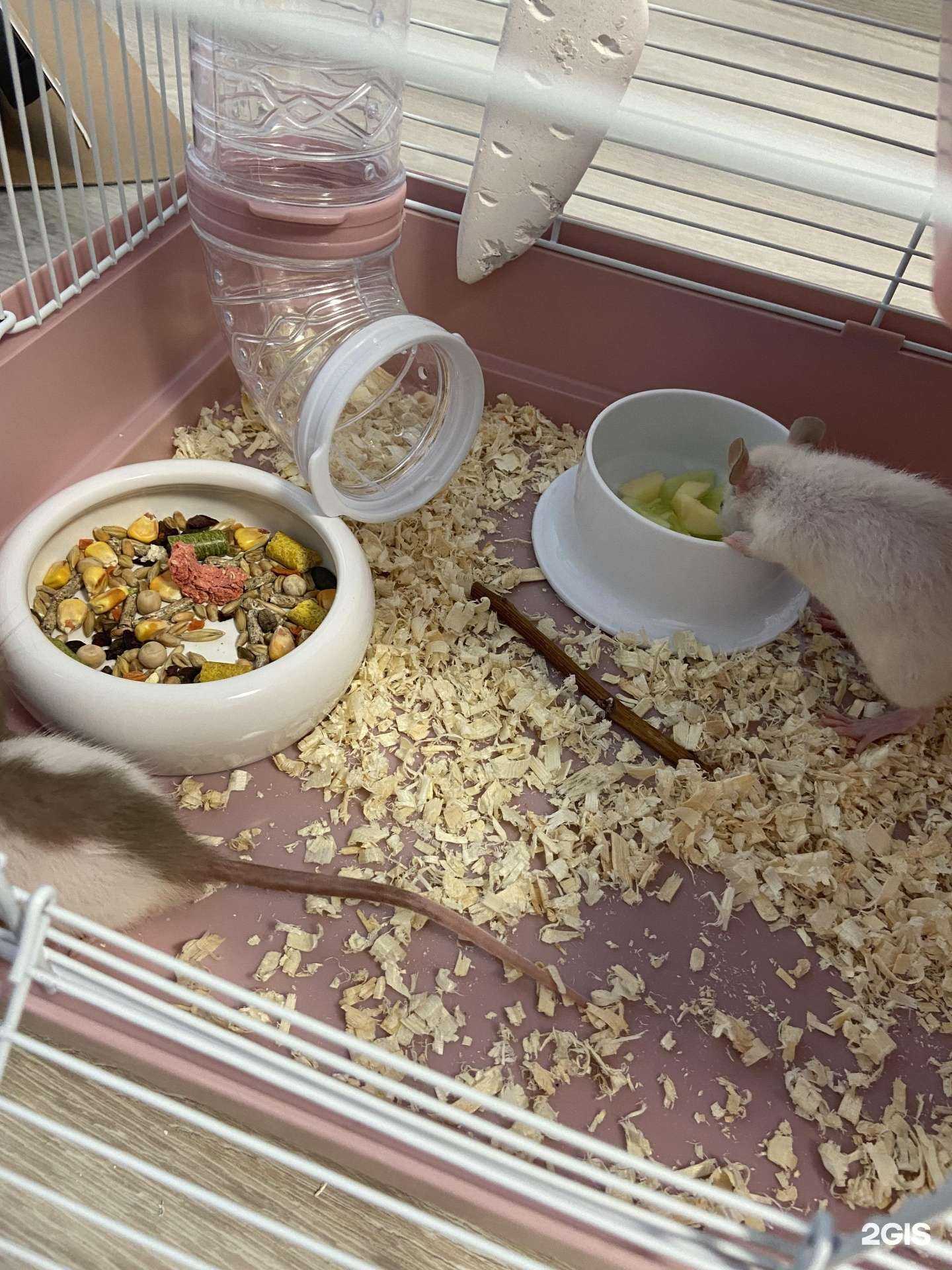 Отзывы на компанию Четыре лапы в Самаре c фото