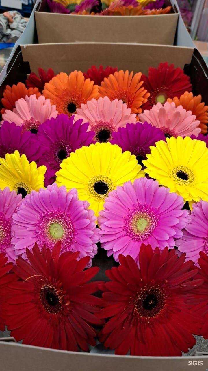 Отзывы на компанию Презент в Северодвинске c фото